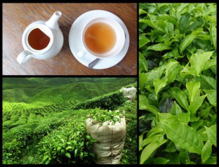kenyan-tea – Ninenovel TV Drama Series
